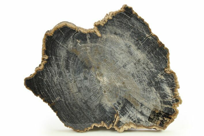 Polished Petrified Wood Slab - Sweet Home, Oregon #289044